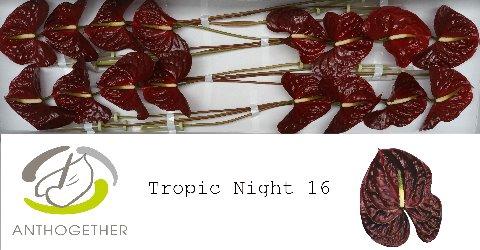 Anthurium Andreanum Grp Tropic Night