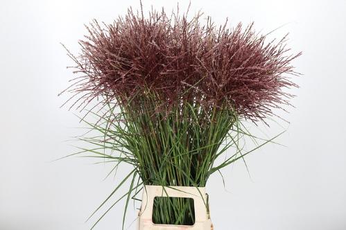 Miscanthus 'Rotfeder'