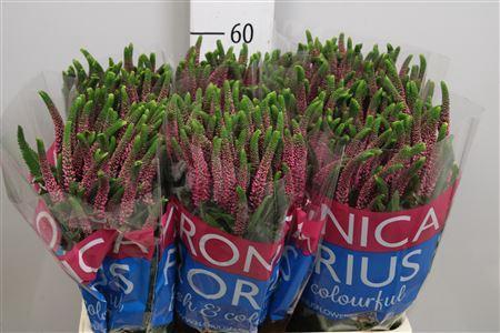 Veronica Smart Iselle