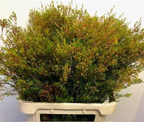 Chamelaucium uncinatum 'Vega' (blad)