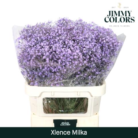 Gypsophila overig kleurbehandeld H%