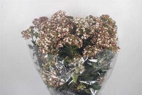 Viburnum per bos tinus