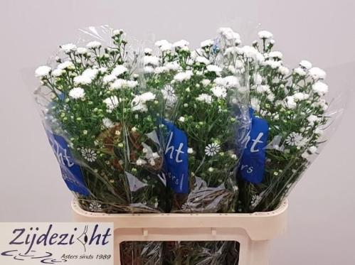 Aster Cassy