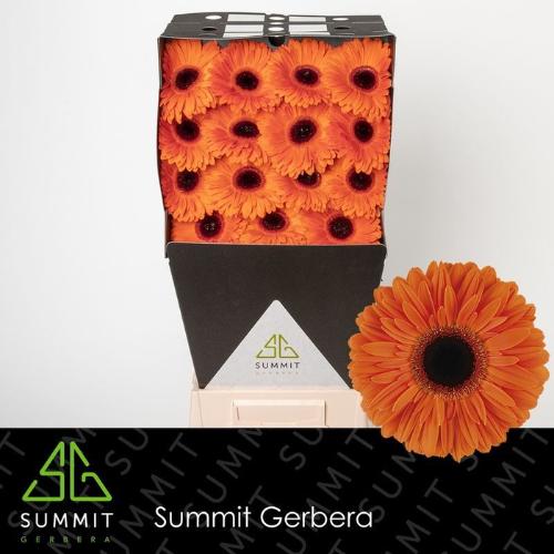 Gerbera grootbloemig 'Dutch Pride'