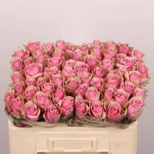 Rosa grootbloemig Athena Royale