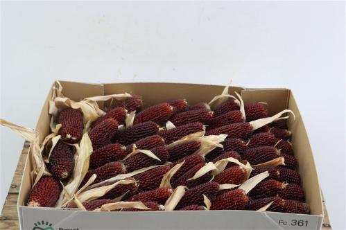 Siervruchten per tak Zea Mays 'Strawberry Corn'
