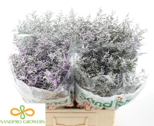 Limonium 'Misty Blue'