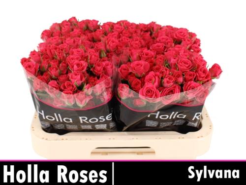 Rosa tros Sylvana