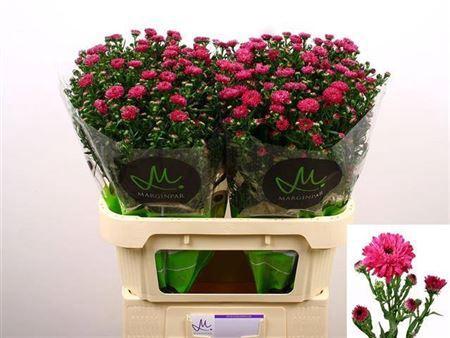 Aster Novi-belgii Grp 'Flash'