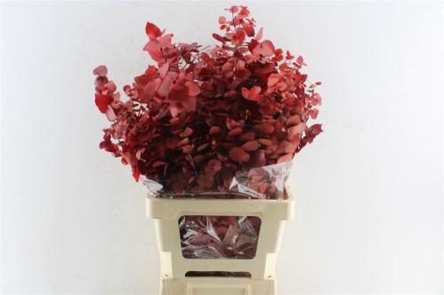 Eucalyptus kleurbehandeld per bos H%