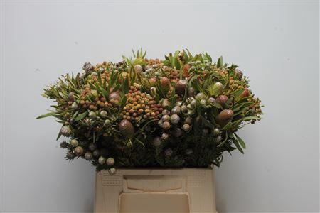 Kaaps Groen
