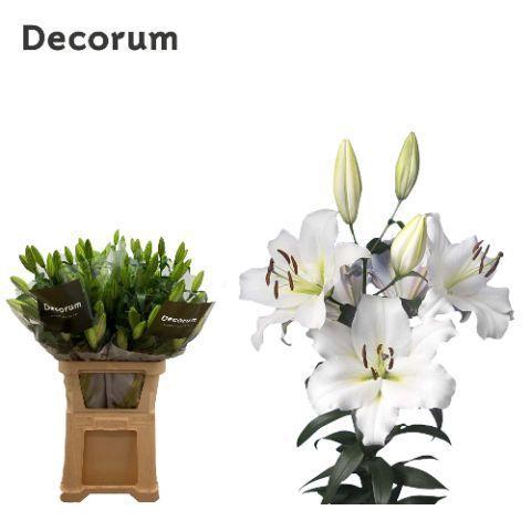 Lilium Oriental x Trumpet Grp 'Martine'