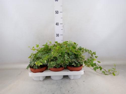 Hedera helix 'Eva'
