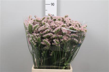 Limonium sinuatum Apricot Sun Birds