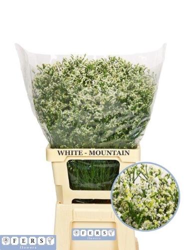 Limonium sinensis Mountain Diamond