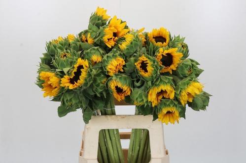 Helianthus annuus 'Orange Fire'