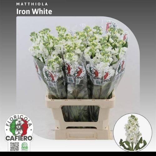 Matthiola incana 'Iron White'