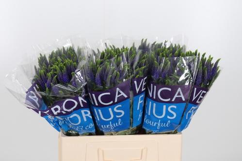 Veronica Clea Diana