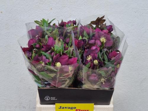 Helleborus 'Queens Red'