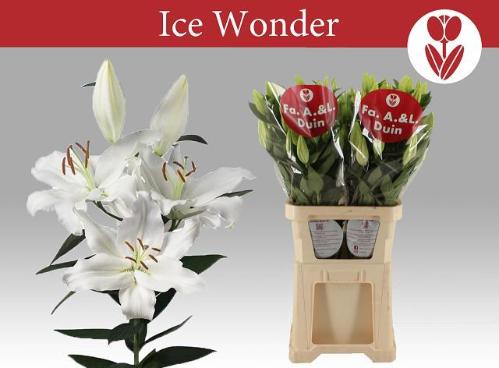 Lilium (Oriental Grp) 'Ice Wonder'