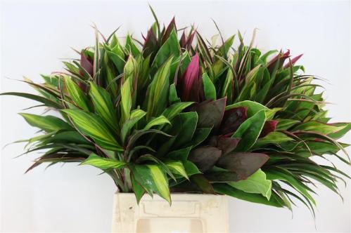 Decoratiegroen groot blad