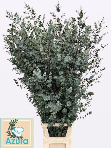 Eucalyptus gunnii Azura