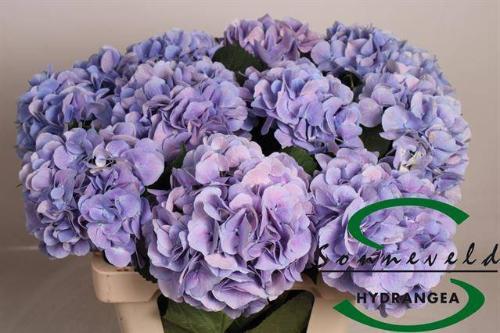 Hydrangea macrophylla 'Marsepein' (blauw)