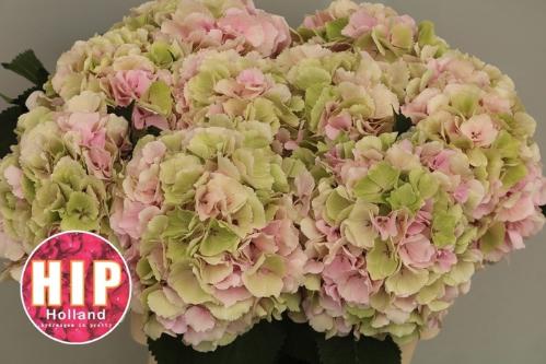 Hydrangea macrophylla 'Verena' (classic)