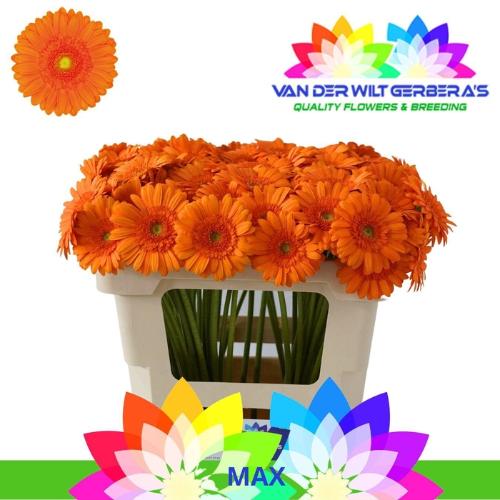 Gerbera mini Max