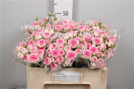 Rosa tros Mimi Eden