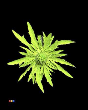 Eryngium alpinum kleurbehandeld H%