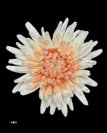 Chrysanthemum geplozen kas kleurbehandeld H%