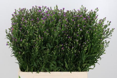 Aster Novi-belgii Grp Casarosa