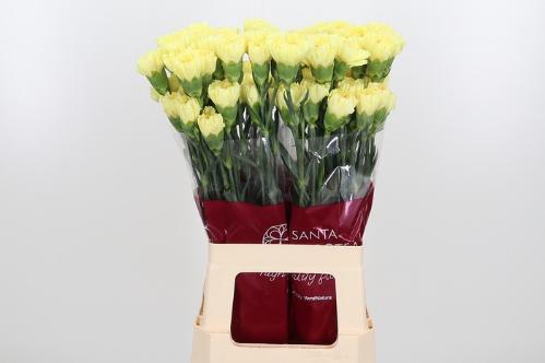 Dianthus standaard Hermes