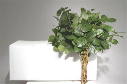 Gaultheria shallon per bos