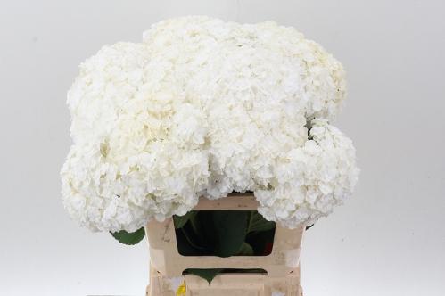 Hydrangea macrophylla Royal Highness