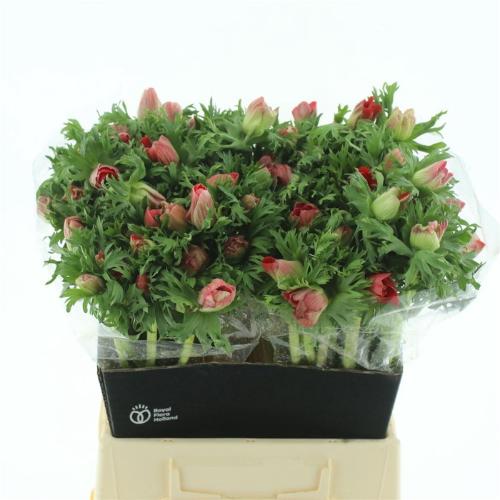 Anemone coronaria 'Galil Rood'