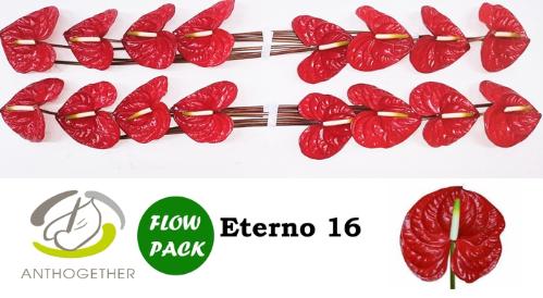 Anthurium Andreanum Grp Eterno