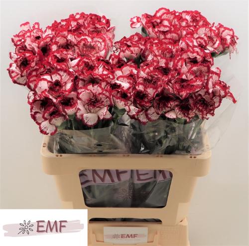Dianthus standaard Baccarat