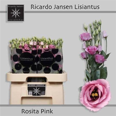 Eustoma russellianum gevuldbloemig 'Rosita Rose Pink'