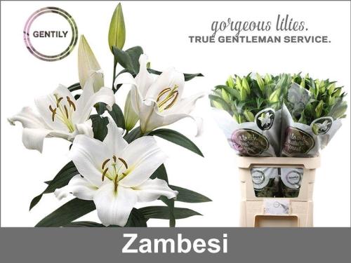 Lilium Oriental x Trumpet Grp 'Zambesi'