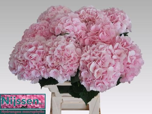 Hydrangea macrophylla 'Verena'