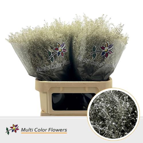 Lepidium kleurbehandeld H%