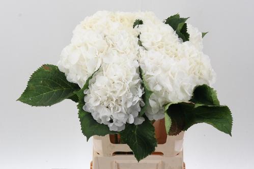 Hydrangea macrophylla Noordpool