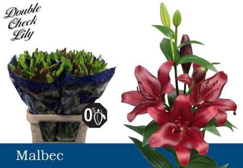 Lilium (LA-hybrids Grp) 'Malbec'