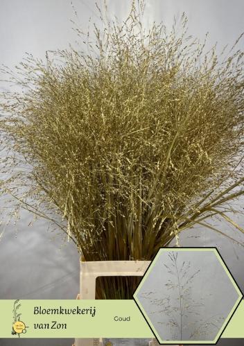 Siergras kleurbehandeld H%