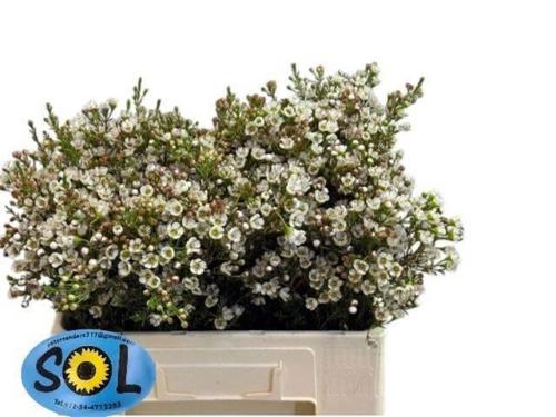 Chamelaucium uncinatum 'Ella'