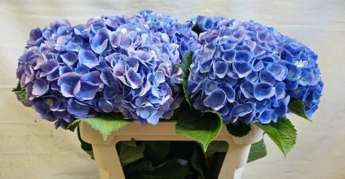 Hydrangea macrophylla 'Bodensee' (blauw)