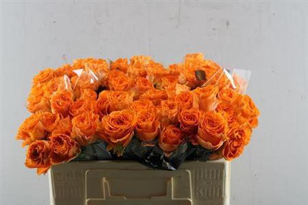 Rosa grootbloemig Marieangela+
