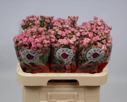 Rosa tros Gypsy